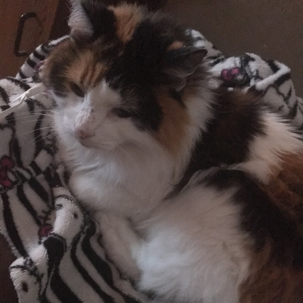 Meet your Posher, Jordan